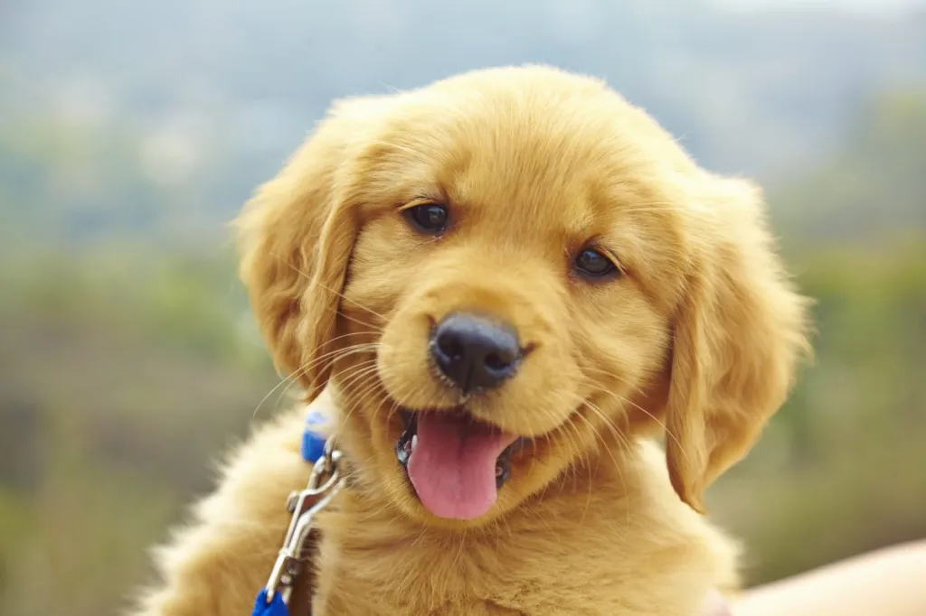 A close up of a well-trained Golden Retriever puppy smiling.