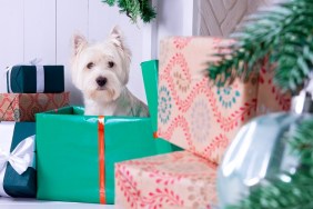 West highland white terrier dog as symbol of 2018 New Year and