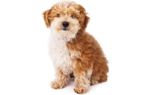 Havanese and Poodle crossbreed puppy sitting against a white backdrop