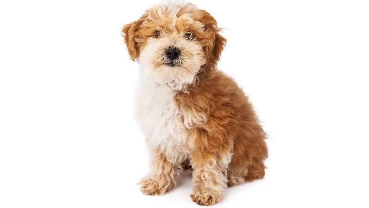 Havanese and Poodle crossbreed puppy sitting against a white backdrop