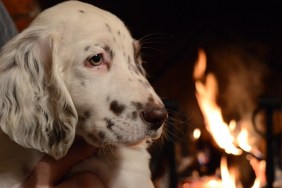 Cropped Image Of Man Holding Puppy Against Fireplace