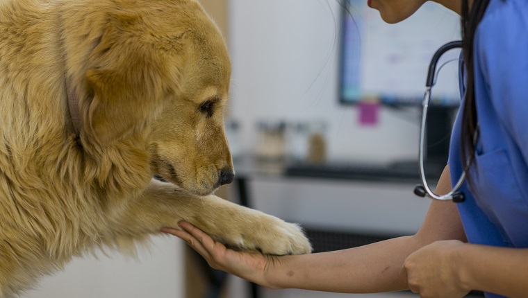 A veterinarian is taking care of a golden retriever at a check up.