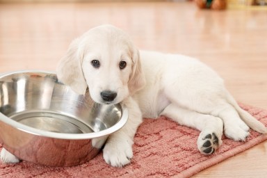 golden retriever puppy lying down near empty feeding bowl