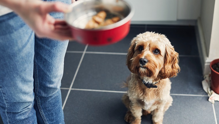 My dog is clearance being fussy with food