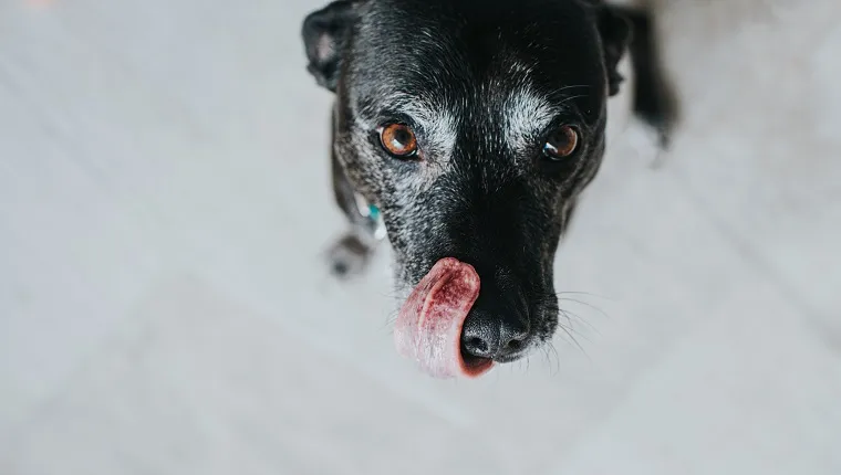 Cute black dog, looking up at the camera and licking lips.