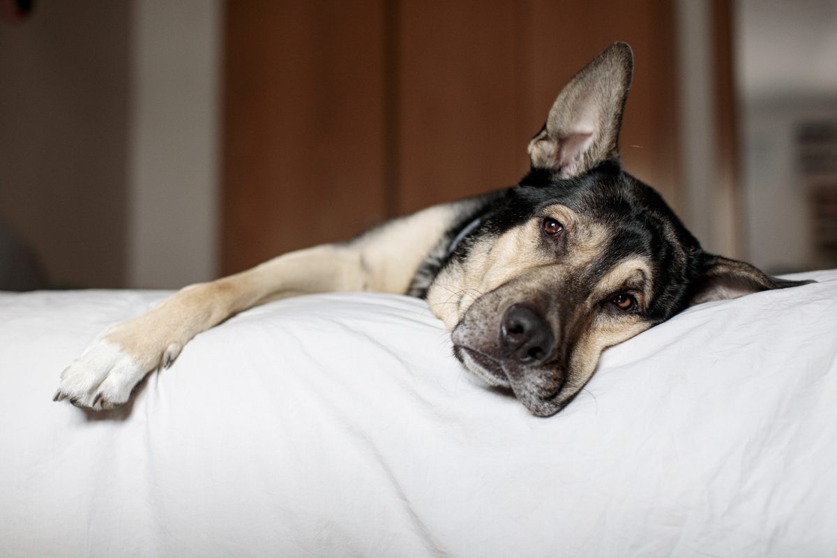 Tracheal collapse in dogs symptoms on sale