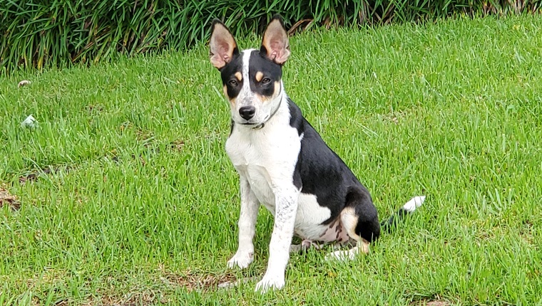 feist breed dog temperament