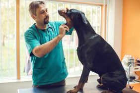 Mid adult veterinarian examining mouth of a black dog at vet's office.
