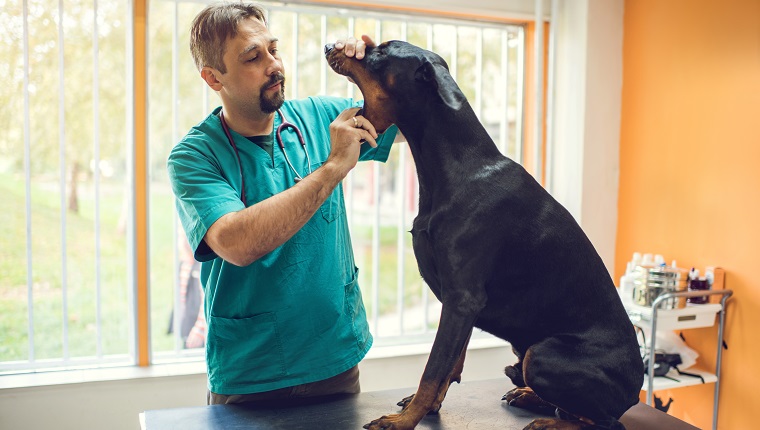 Mid adult veterinarian examining mouth of a black dog at vet's office.