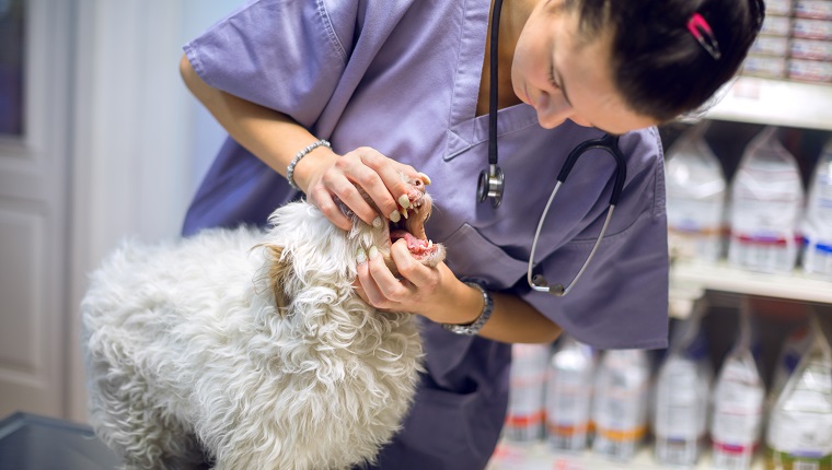 Female veterinarian examining mouth of a dog