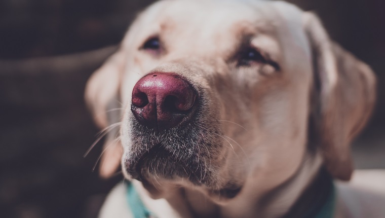 Nasal Pigmentation In Dogs: Symptoms, Causes, & Treatments - DogTime