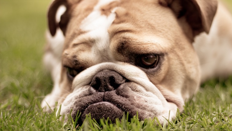 A cute English Bulldog laying in the grass looking sad. Shallow depth of field. Focus on mouth.