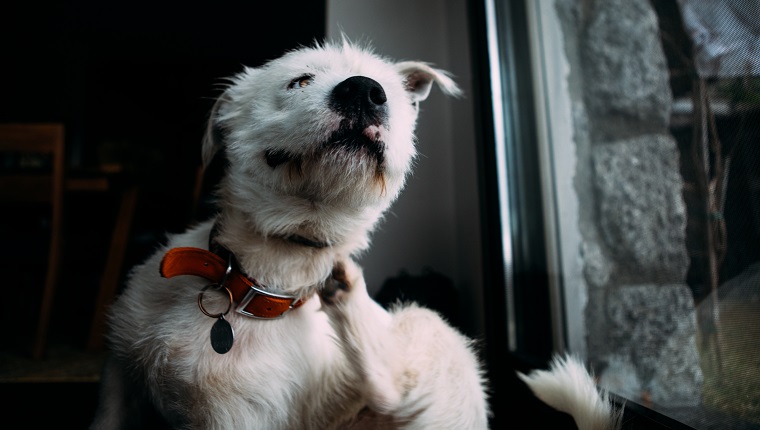 Seborrhea in dogs treatment sale