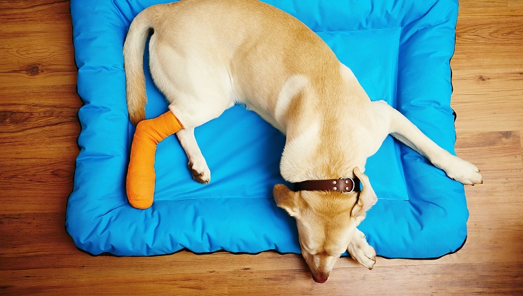 torn-ligaments-in-dogs-symptoms-causes-treatments