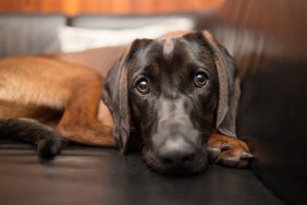 Beautiful brown Bavarian Mountain Hound on sofa looking directly into the camera