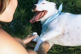 Lady owner bandages dog leg