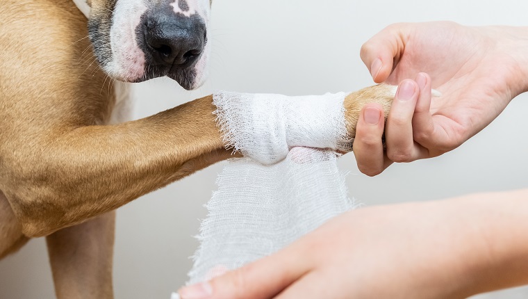 Hands applying bandage on a wounded body part of a dog, close-up shot