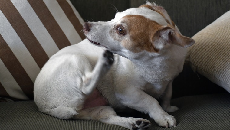 Dogtime 2025 jack russell