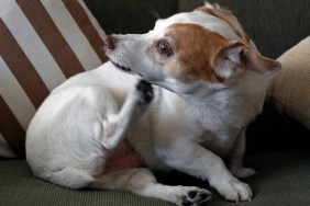 Jack Russell dog scratching itself on sofa.