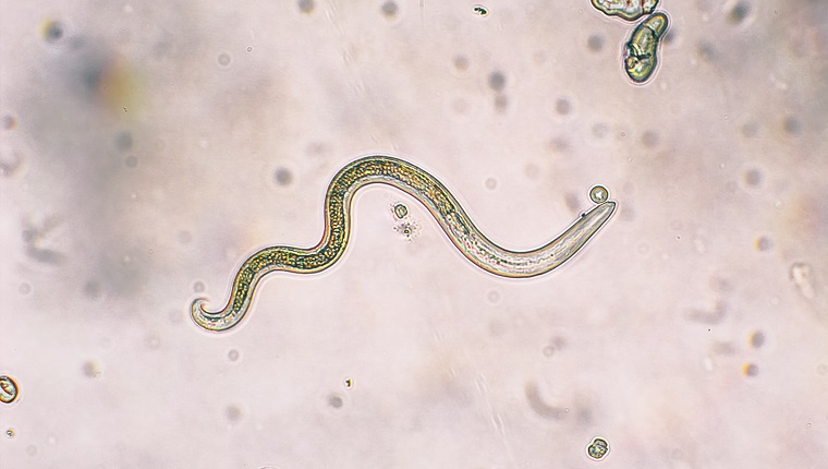 Toxocara canis second stage larvae hatch from eggs in microscope. Toxocariasis, also known as Roundworm Infection, causes disease in humans