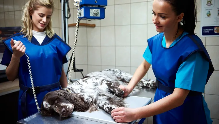 Sick dog having an x-ray in veterinary surgery