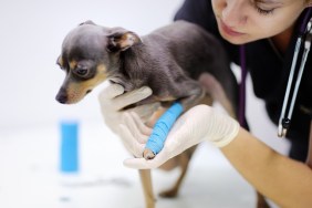 Female veterinarian doctor during work in veterinary clinic. Little dog with broken leg in veterinary clinic