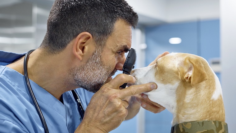 Side view of mature veterinarian examining dog's eye through ophthalmoscope. Doctor doing medical examination on domestic animal. They are at vet clinic.