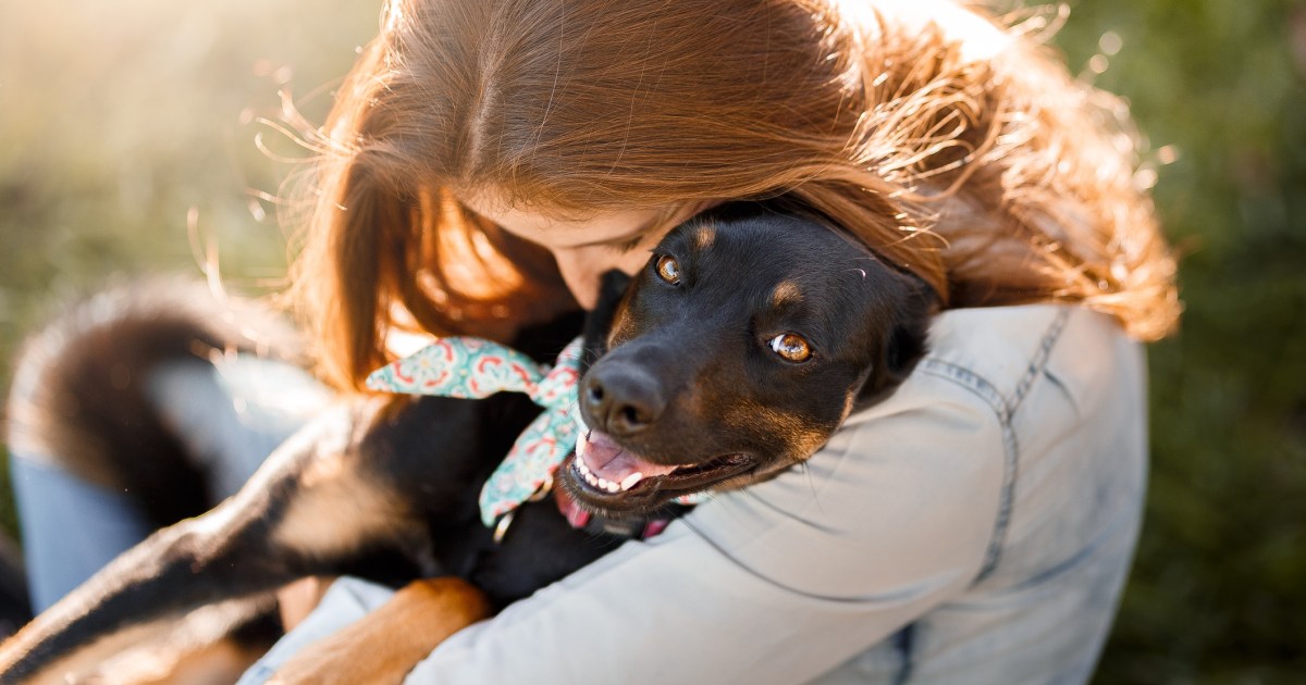 The Best Toys For Senior Dogs - Passionately Pets