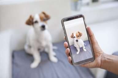 Person taking picture of dog with phone.