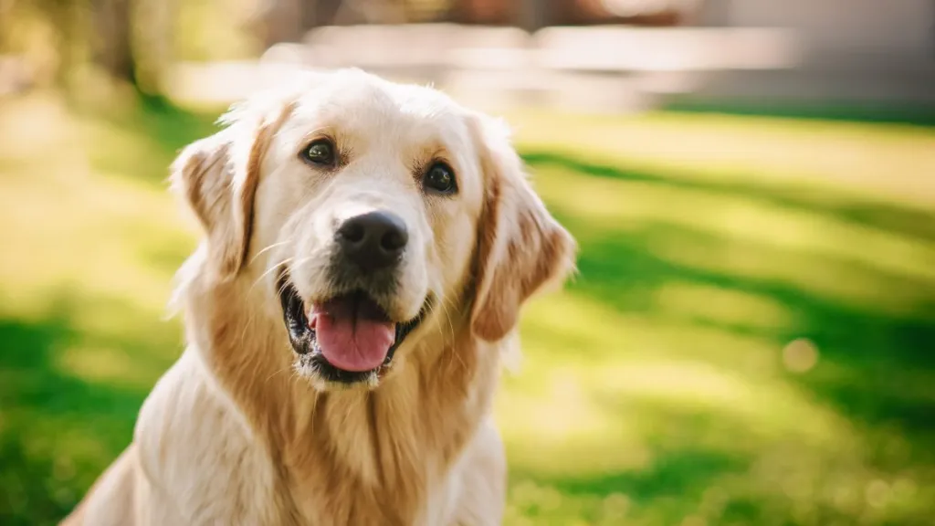 Golden Retriever dog sitting on a green backyard lawn, awaiting the perfect dog name.