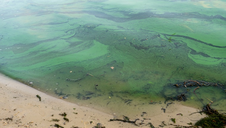 Green water polluted with blue-green algae Cyanobacteria