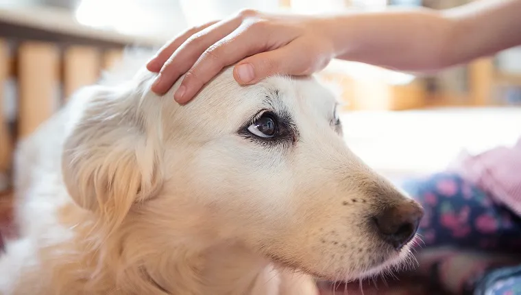 When do female sales dogs get periods