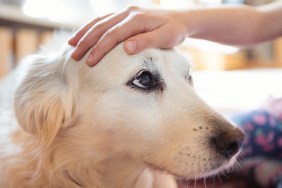 Child's hand stroking the head of a pet dog affectionately