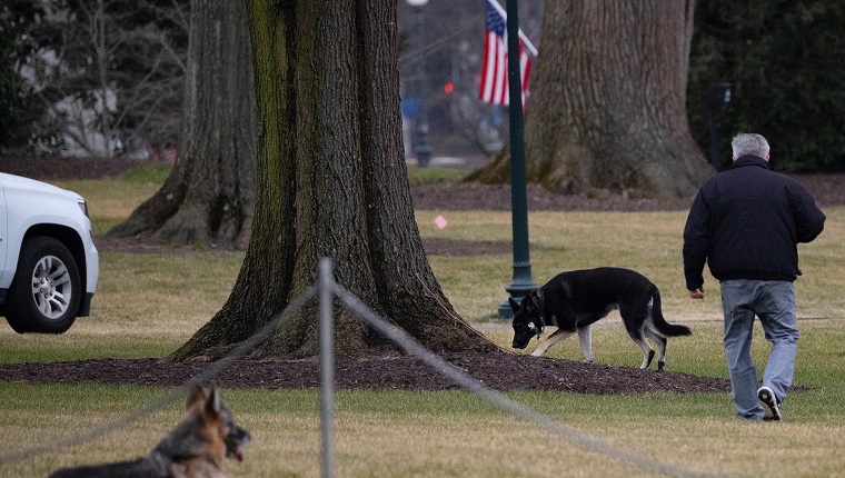 First dogs Champ and Major Biden are seen on the South Lawn of the White House in Washington, DC, on January 25, 2021. - Joe Biden's dogs Champ and Major have moved into the White House, reviving a long-standing tradition of presidential pets that was broken under Donald Trump. The pooches can be seen trotting on the White House grounds in pictures retweeted by First Lady Jill Biden's spokesman Michael LaRosa, with the pointed obelisk of the Washington Monument in the background."Champ is enjoying his new dog bed by the fireplace, and Major loved running around on the South Lawn," LaRosa told CNN in a statement on January 25, 2021. (Photo by JIM WATSON / AFP)