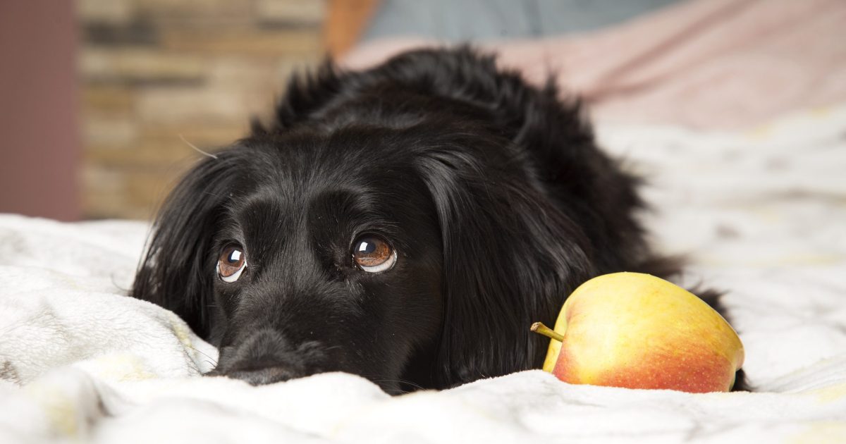 Can Dogs Eat Apples