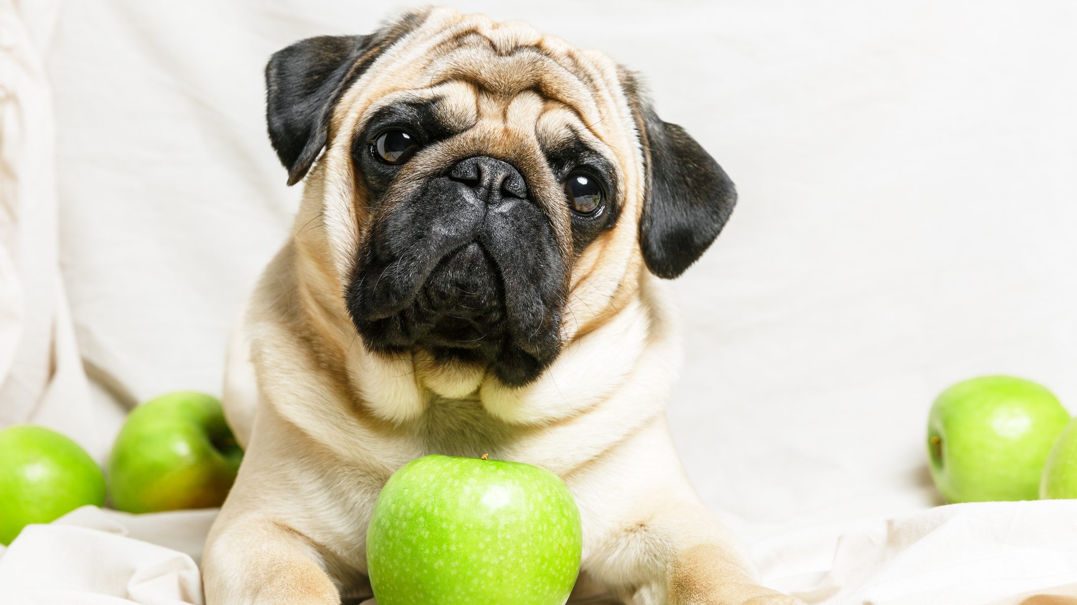 can dogs eat green apples