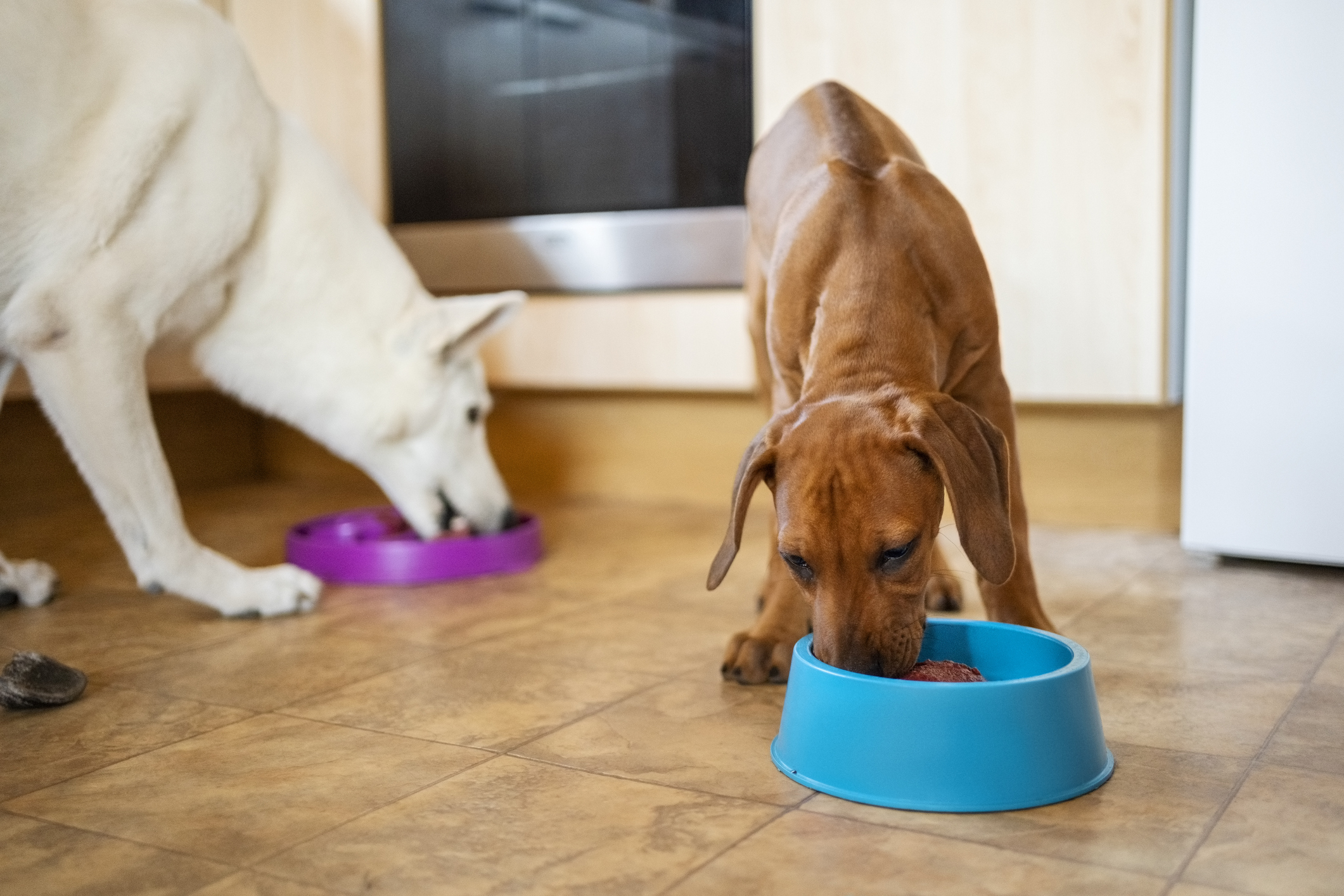 Best dog food for small and hot sale large dogs