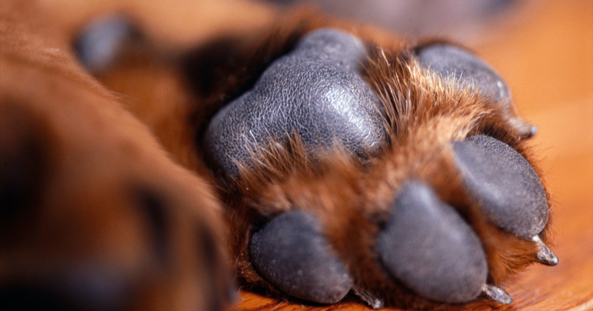 how-to-safely-take-paw-prints-of-your-dog-s-paws