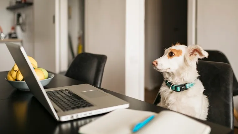 Pet dog working comfortably from home using a laptop