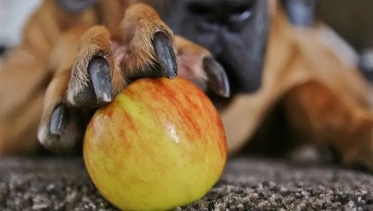 can dogs eat apples with skin