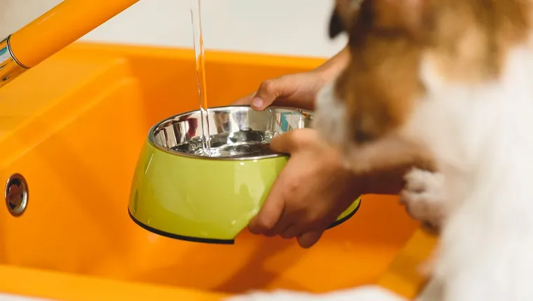 Jack Russell Terrier dog looking how a boy pouring water into a bowl