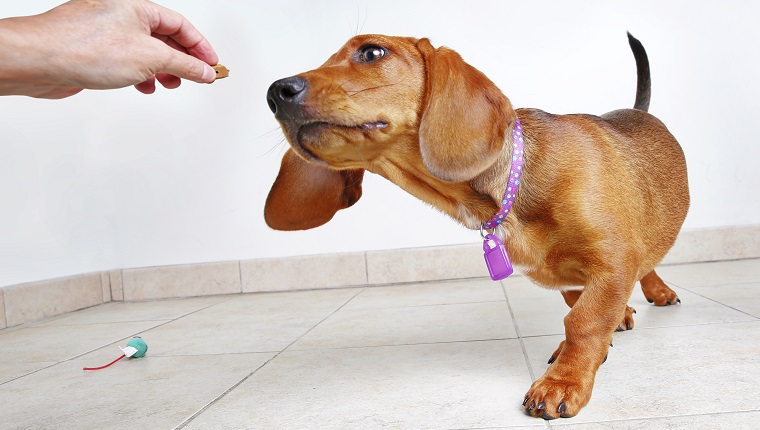 Cute Dachshund puppy begging for treat