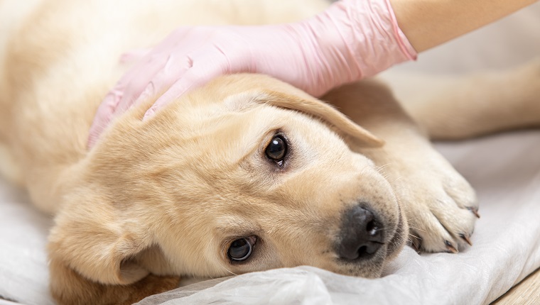 labrador retriever puppy getting vaccinated on white background.