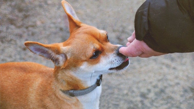 Close-Up Of Dog Smelling Human Hand