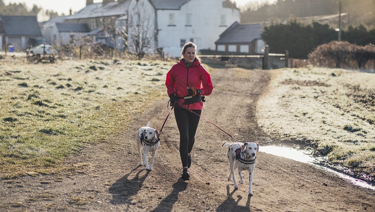 Mature Caucasian female on a rural track, out for an early morning jog with her two Dalmatian dogs.