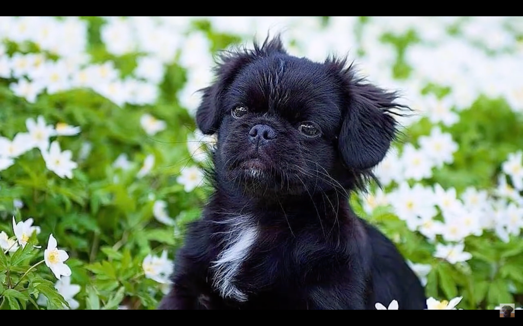 A sweet black Puginese puppy. 