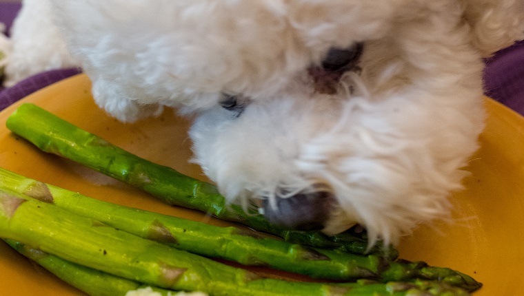 Bichon Frise dog seated at a chair and leaning over to eat asparagus and mashed potatoes off a plate at a table, April 24, 2019.