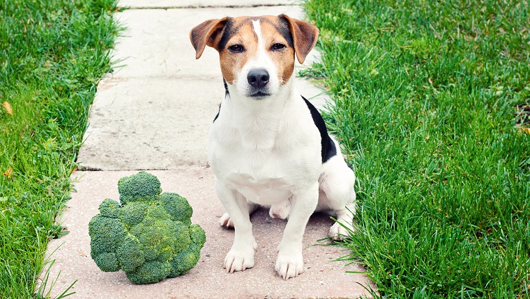 Jack russell Terrier Dog sitting with broccoli outdoor and looking at camera Can pet eat broccoli concept