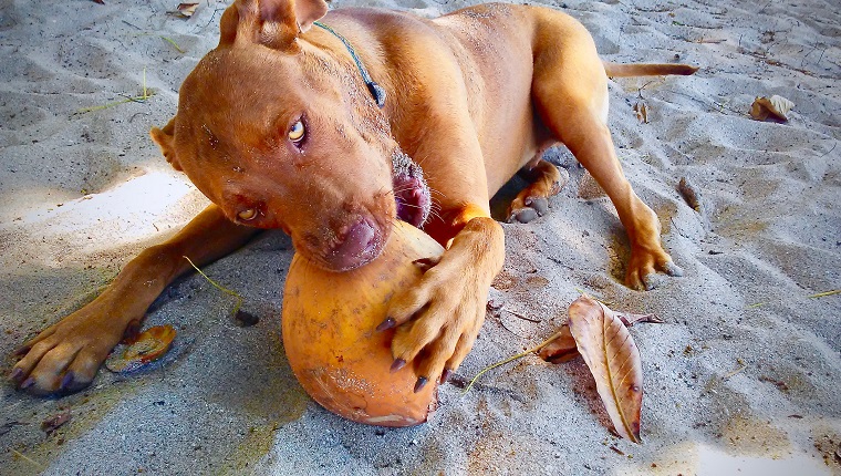 Dog on the beach chewing on a coconut
