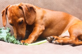 Dachshund puppy dog laying down on couch eating a kale leaf vegetable.